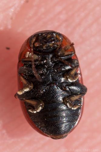Gonioctena fornicata